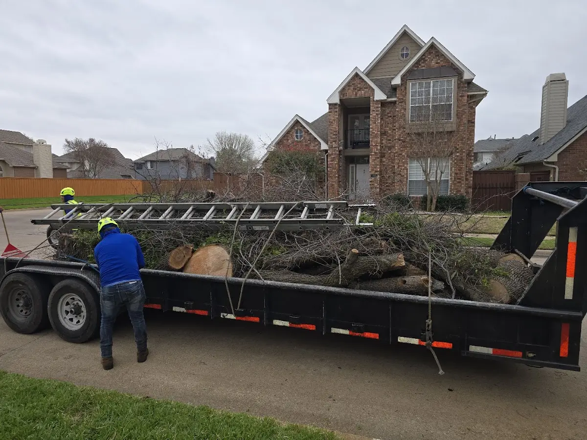 Expert Tree Removal with proper safety equipment in Union